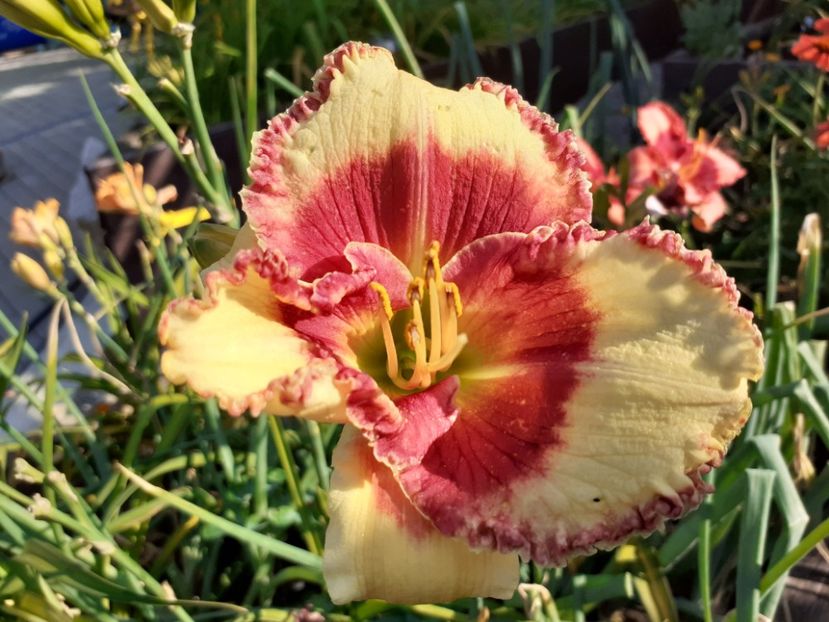  - Hemerocallis 2022