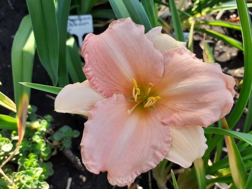  - Hemerocallis 2022