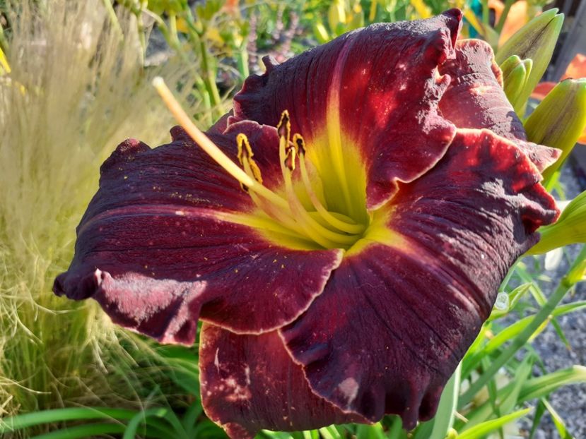  - Hemerocallis 2022