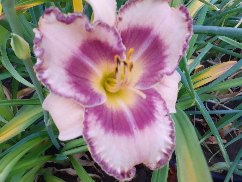  - Hemerocallis 2022