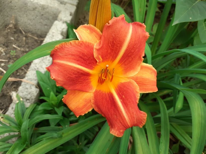  - Hemerocallis 2022