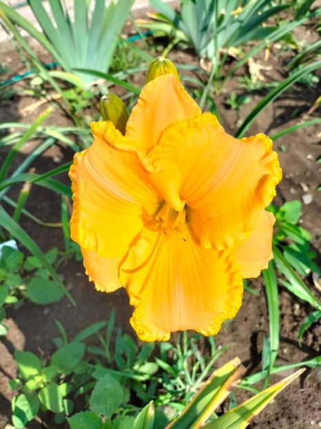 received_990983798231774 - Hemerocallis 2022