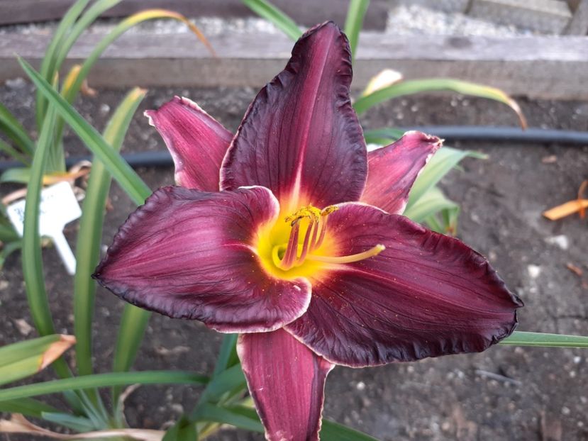  - Hemerocallis 2022