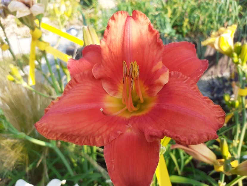  - Hemerocallis 2022