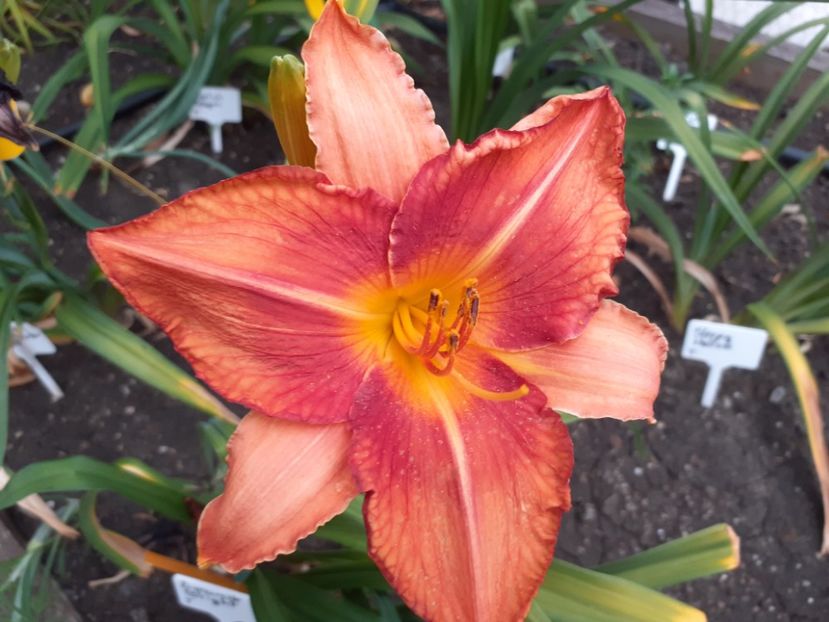  - Hemerocallis 2022