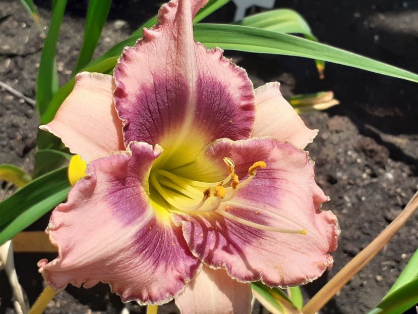  - Hemerocallis 2022