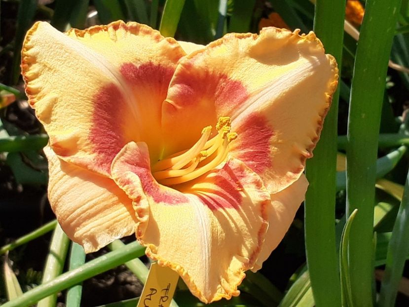  - Hemerocallis 2022