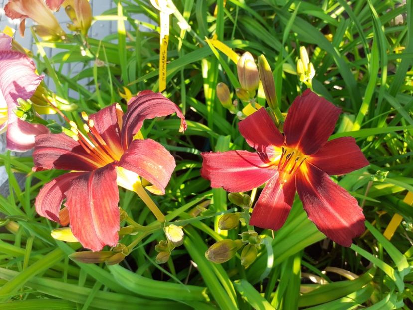  - Hemerocallis 2022