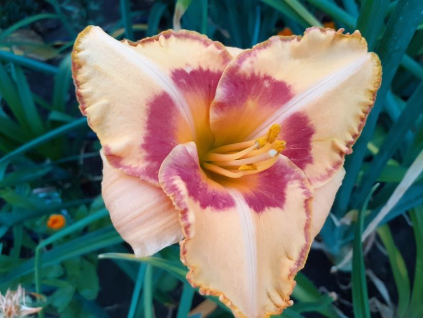  - Hemerocallis 2022