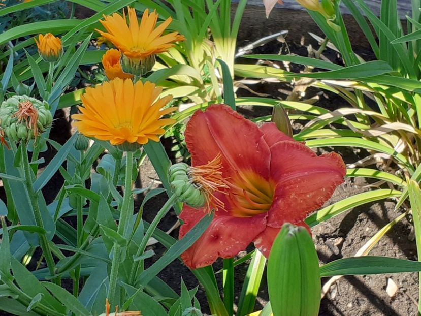  - Hemerocallis 2022