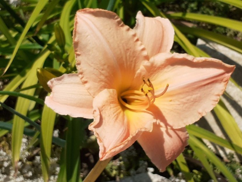  - Hemerocallis 2022