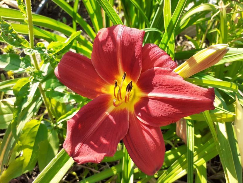  - Hemerocallis 2022