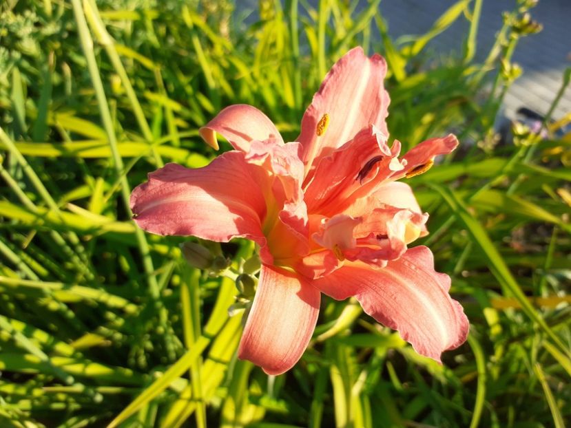  - Hemerocallis 2022