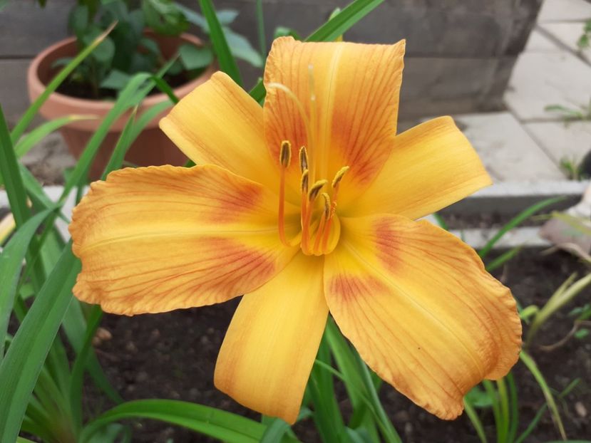  - Hemerocallis - hibrizii mei