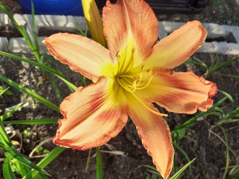  - Hemerocallis - hibrizii mei