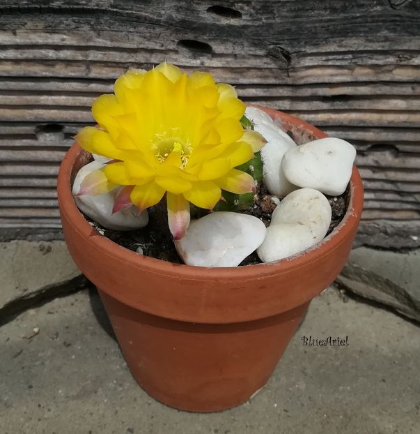  - Echinopsis hb cv CANDLELIGHT