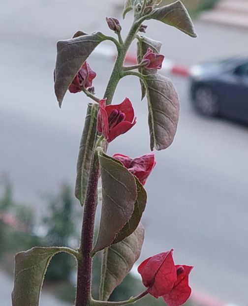  - Bougainvillea rosie-Don Mario