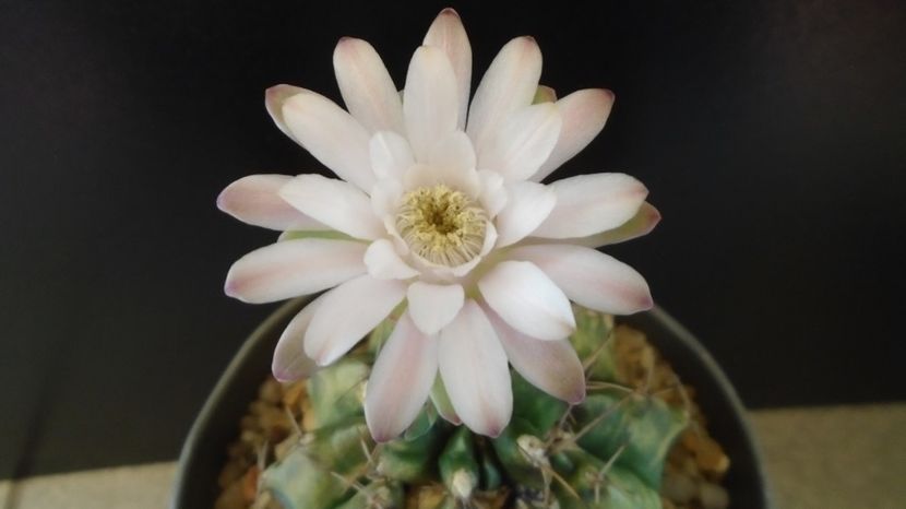  - Cactusi-Gymnocalycium 2022-23