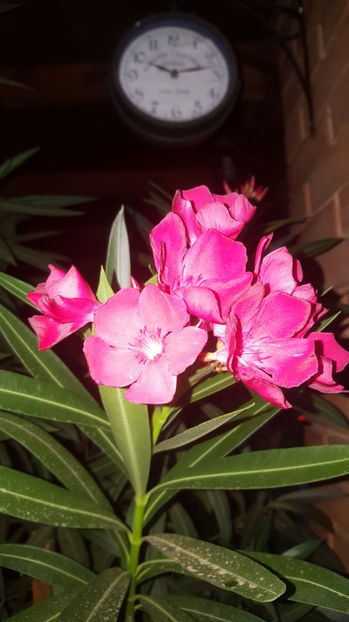 nerium oleander "red" - Gradina si terasa PrimaLuce_9-Hello 2022