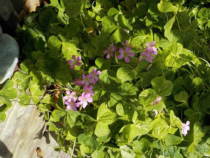  - oxalis corimbosa aureo