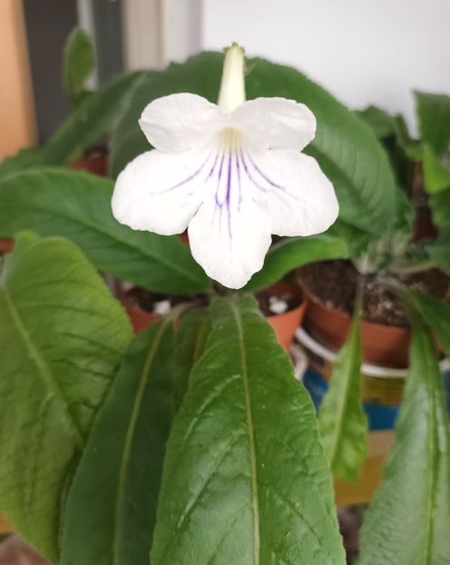  - STREPTOCARPUS