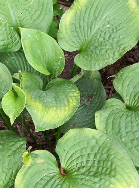 H. Guacamole - 5 colete cu Hosta de vanzare