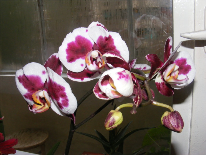 phalaenopsis arlequin - orhidee