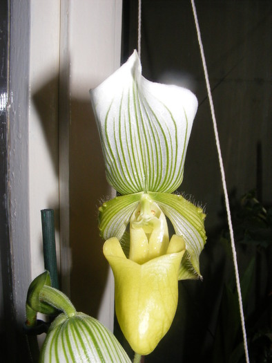 paphiopedilum green stripes - orhidee