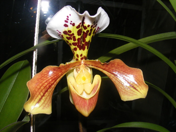 paphiopedilum red stripes - orhidee