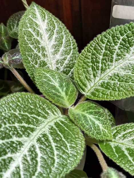  - Episcia