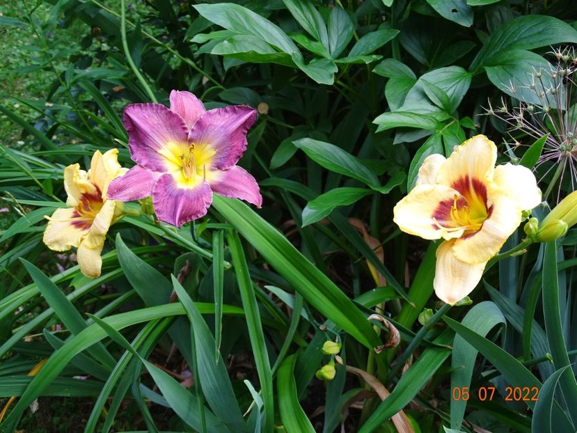  - Hemerocallis 2022