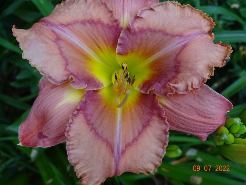  - Hemerocallis 2022