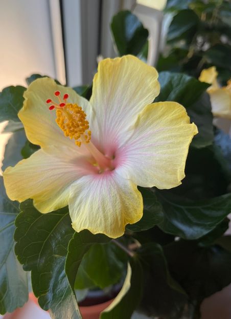 54548CF9-772A-41E4-BB6B-76D88D61B97C - Hibiscus