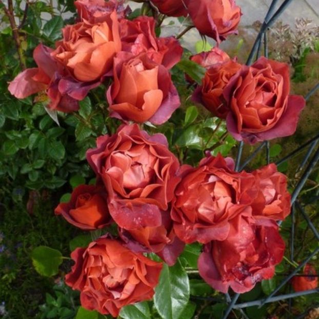 Hot Chocolate® - TRANDAFIRI FLORIBUNDA de vanzare-2025