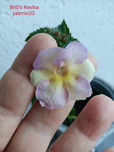 4.10.2022 - A-Achimenes BriDs