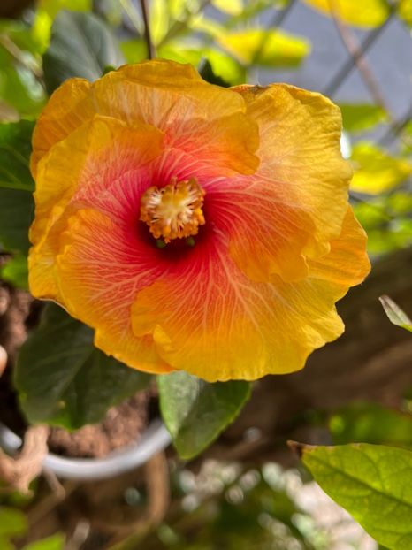 4EE3705B-80AD-4F1B-A251-DF4A51239EF3 - Hibiscus