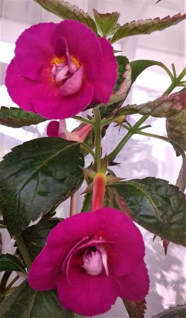  - Achimenes Erecta-Botanisch