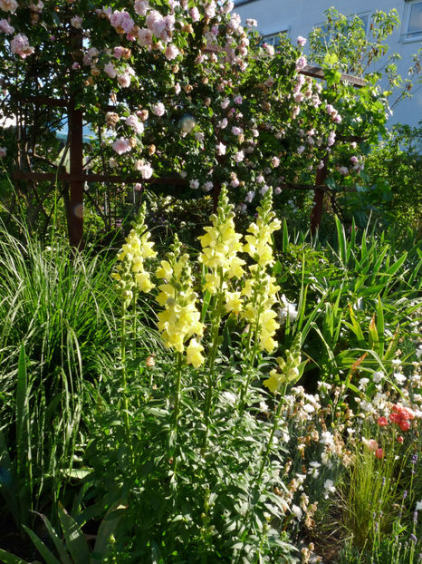  - Gura leului - Antirrhinum majus