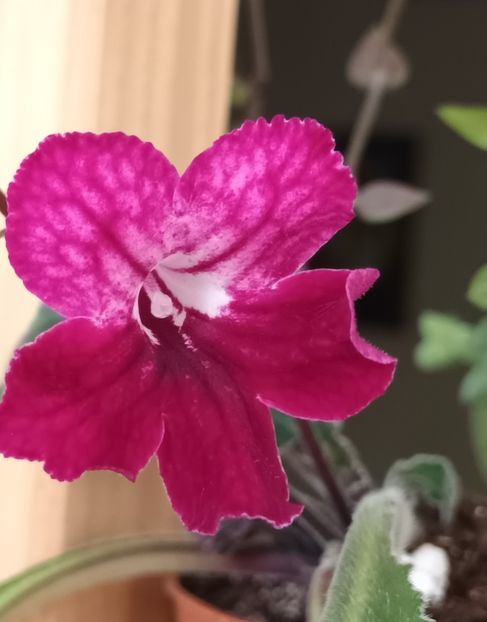  - STREPTOCARPUS