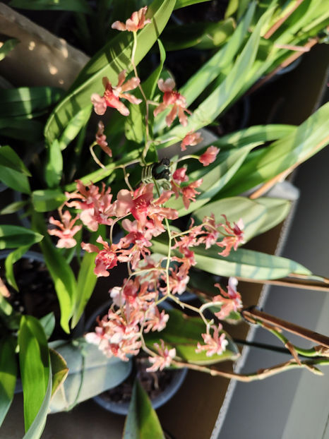 oncidium "rosy sunset" - Orhidee_4_simpodiale cu pseudobulbi