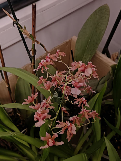 oncidium "rosy sunset" - Orhidee_4_simpodiale cu pseudobulbi