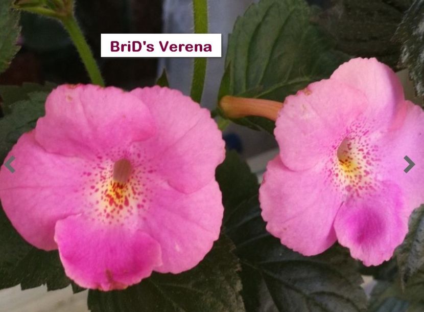 Brid s Verena - BriD s Verena