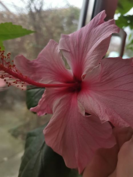  - Hibiscus