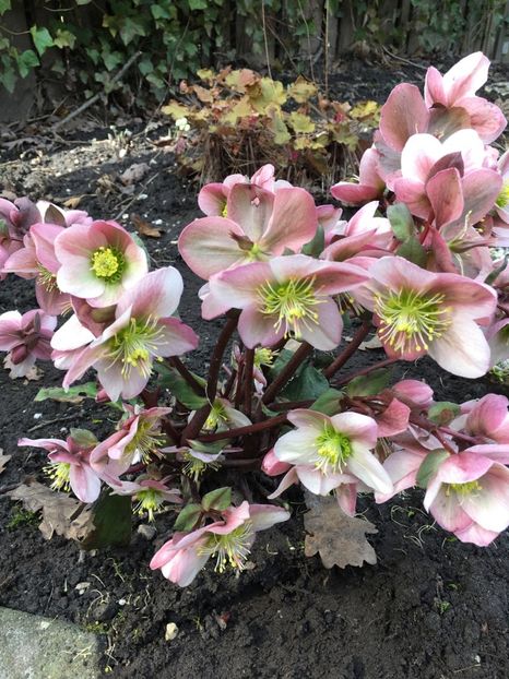 HELLEBORUS PIROUETTE. - HELLEBORUS de vanzare -2025