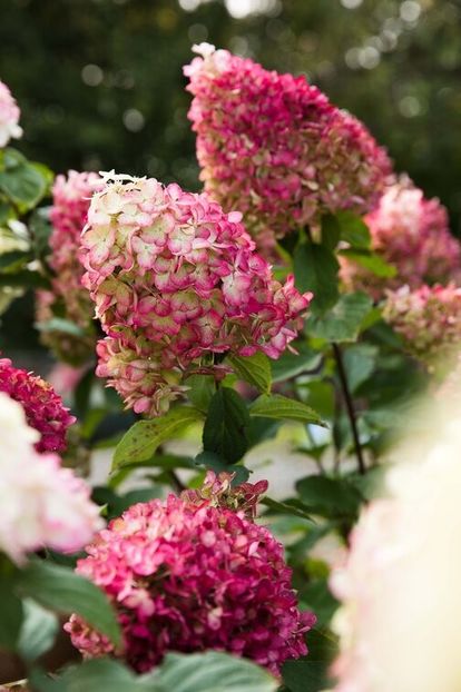 Hydrangea paniculata Living Colourful Cocktail ® - HORTENSII