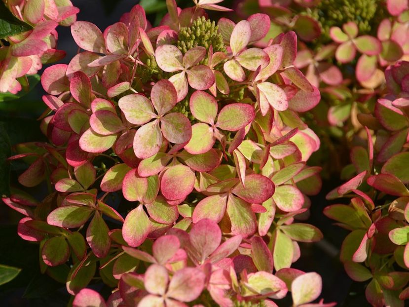 Hydrangea paniculata Pastelgreen ® - HORTENSII