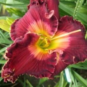 Spacecoast Velvet Valentine - Kinnebrew 2010 - Bloomed - Boitzer - 2023