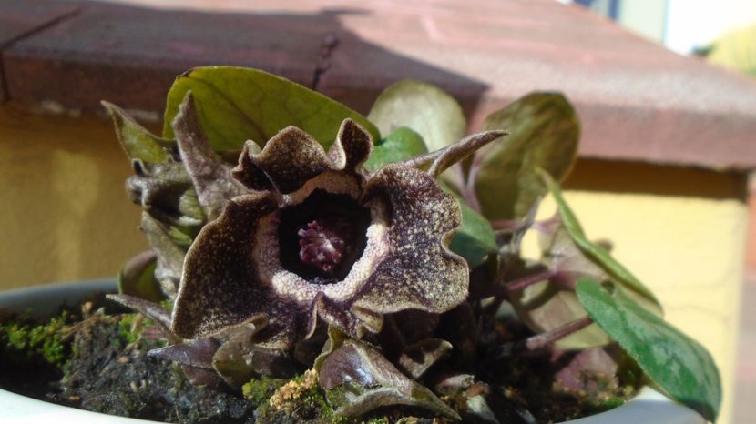 Ian. 2023 - Asarum splendens (Wild ginger), China, Japonia (-20C) - Flori in plina iarna