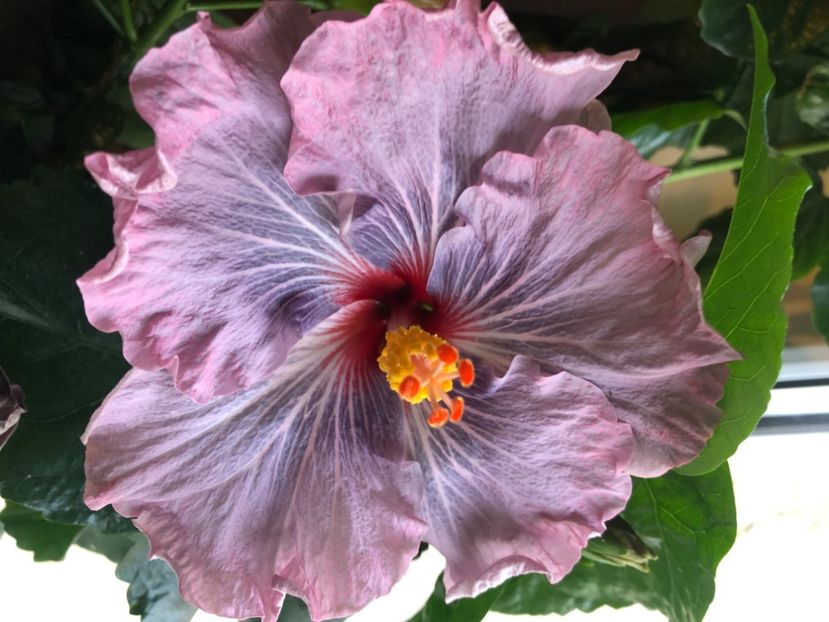 EA1E6CF6-AD90-4F38-82FA-975F0C0EA221 - Hibiscus