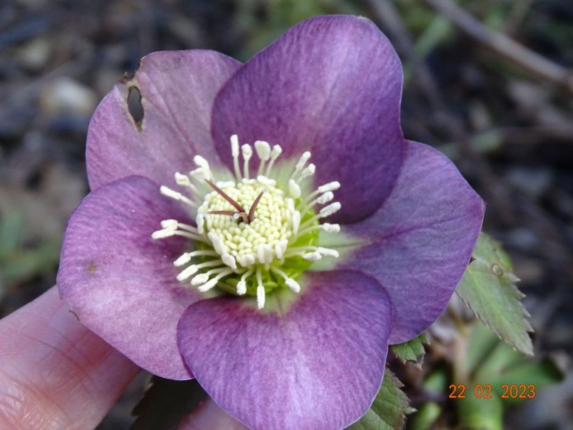 seedling - Helleborus 2023